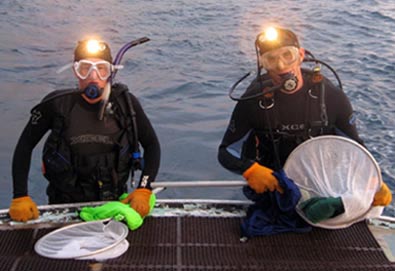 Divers prepare to catch fish