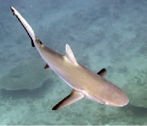 Grey Reef Shark