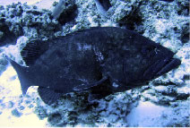 Hawaiian Grouper