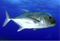 Giant Trevally