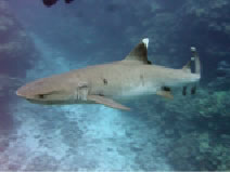 whitetip reef shark