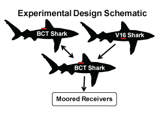BCT Experiment Design Schematic