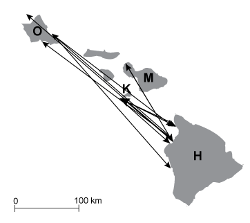 Tiger shark interisland movements