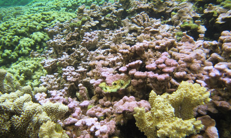 Coral reef