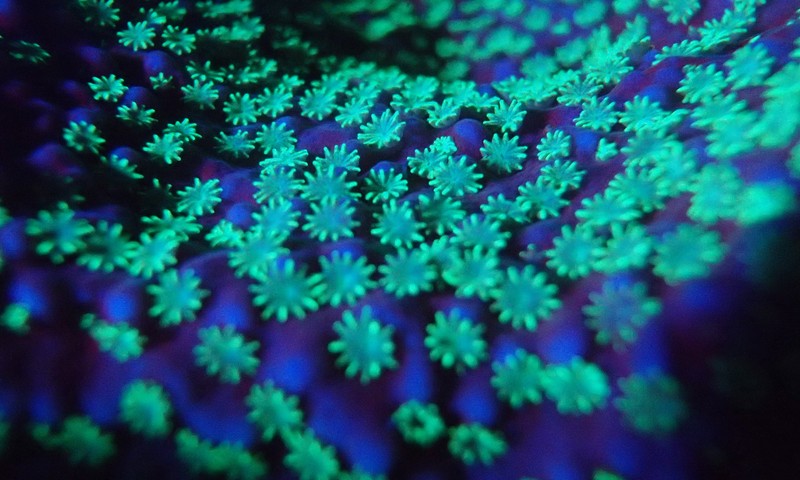 Fluorescent coral polyps