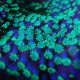 Fluorescent coral polyps
