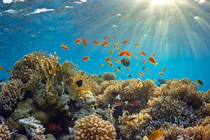 Orange fish on coral reef