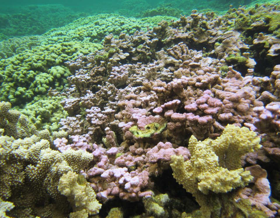 Coral reef in Kāneʻohe Bay