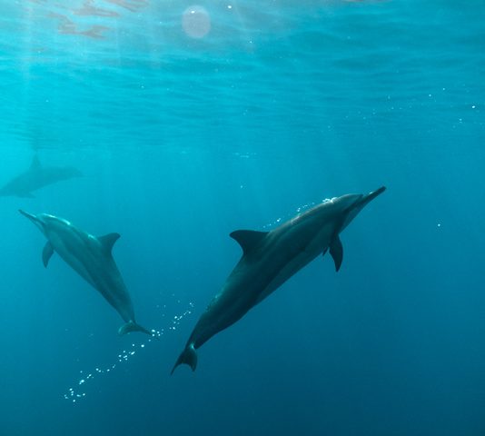 Dolphins blowing bubbles