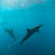 Dolphins blowing bubbles