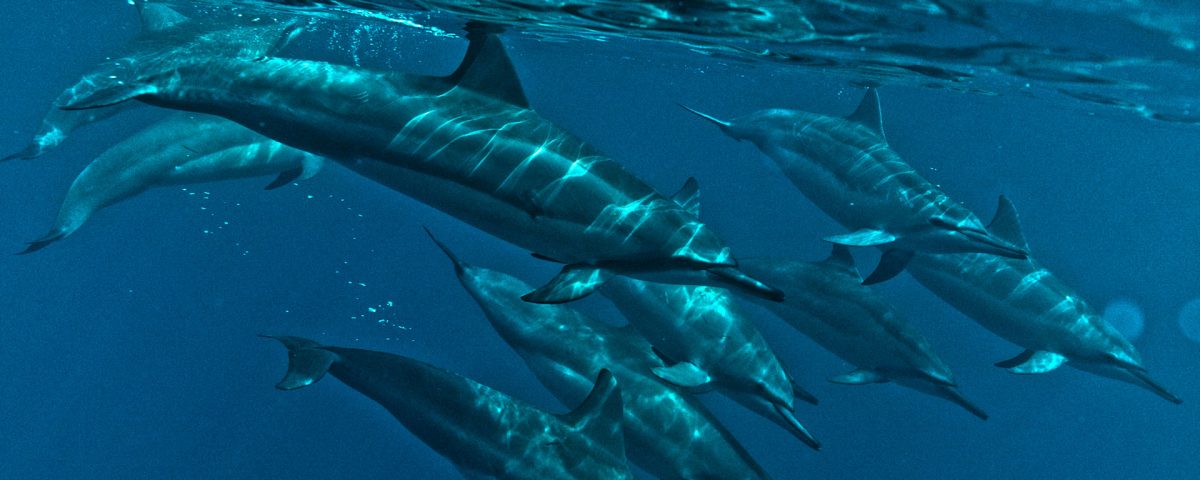 Dolphins