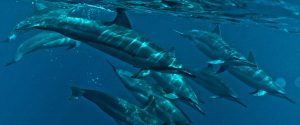 Dolphins