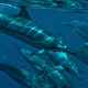 Dolphins