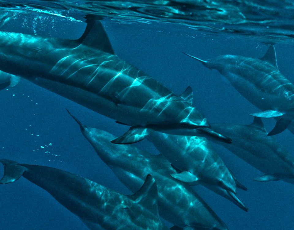 Dolphins