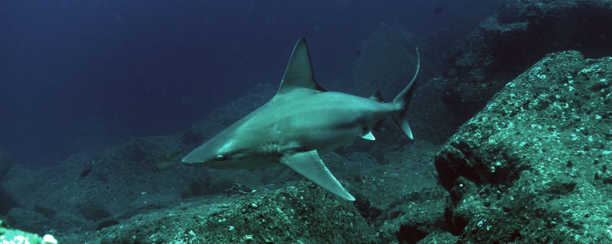 Galapagos shark