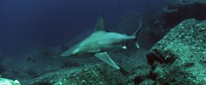 Galapagos shark