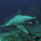 Galapagos shark