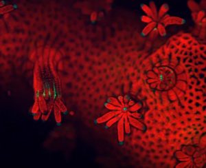Coral Under a Confocal Microscope