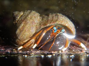 Hermit crab