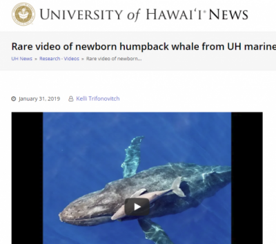 A newborn humpback whale swims underwater, captured in a rare video shared by University of Hawai‘i News.