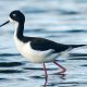 Aeʻo waterbird