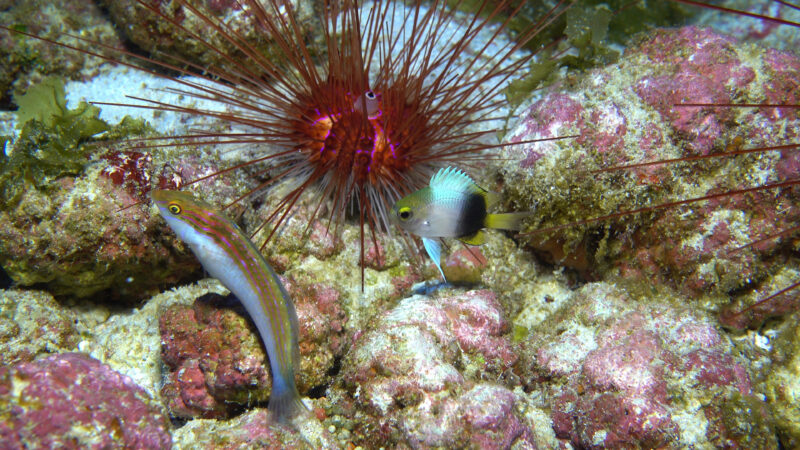 A long-spined sea urchin and two colorful fish on a rocky, coral-covered ocean floor.