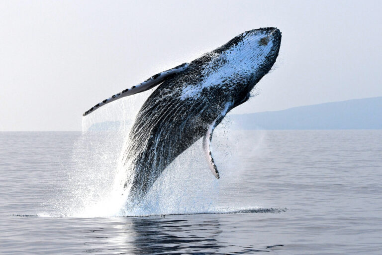 3Humpback