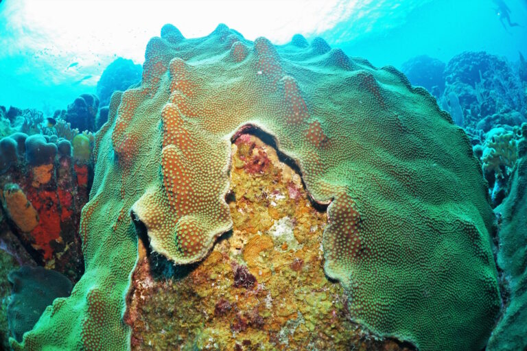 Large green coral formation underwater with textured surface, surrounded by clear blue ocean water and other corals.
