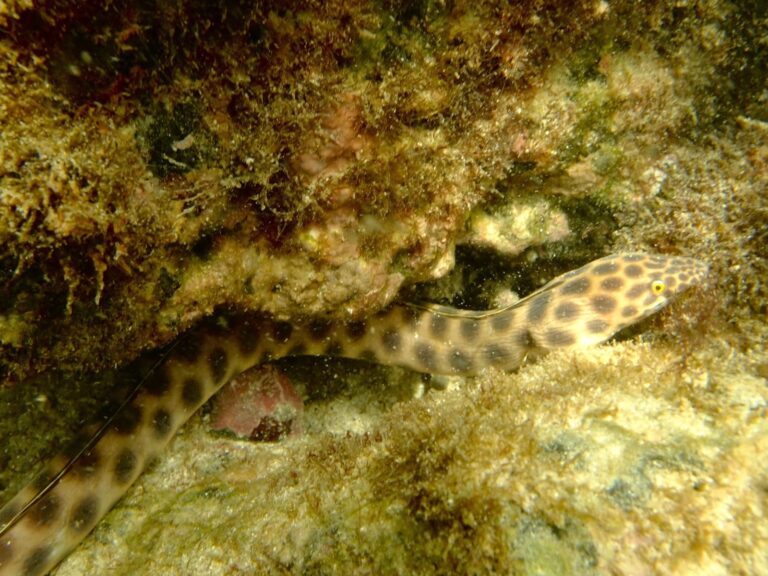 A spotted eel with yellow eyes slithers among rocks and algae underwater.