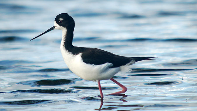 A black-and-white bird with long pink legs stands in shallow water.
