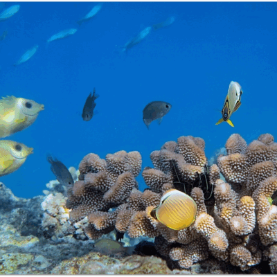 Colorful tropical fish swim around a coral reef in clear blue ocean water.