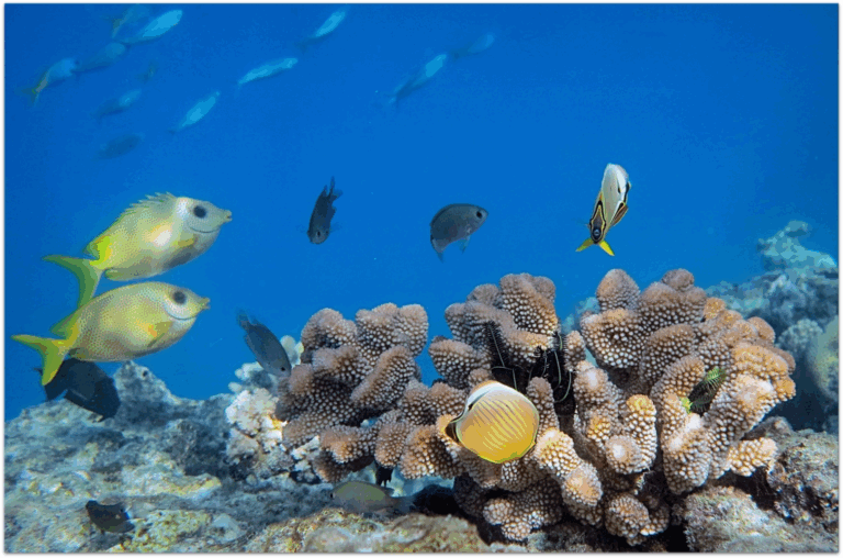 Colorful tropical fish swim around a coral reef in clear blue ocean water.