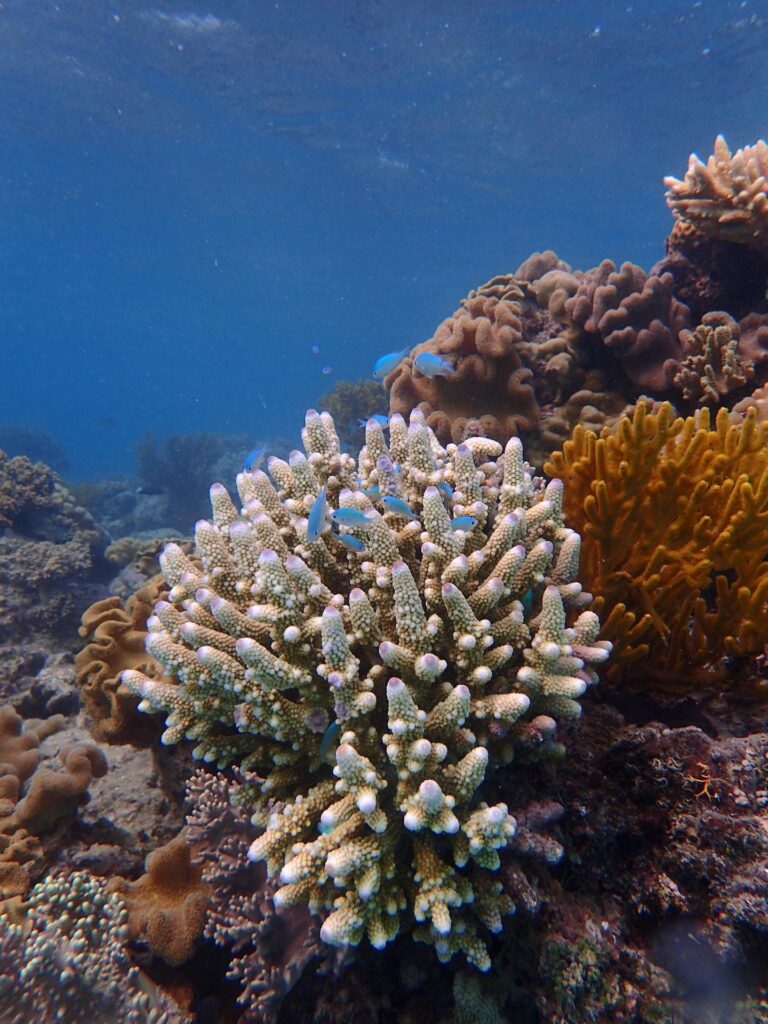 Coral reef with branching coral, small blue fish, and various orange and brown corals under clear blue water.