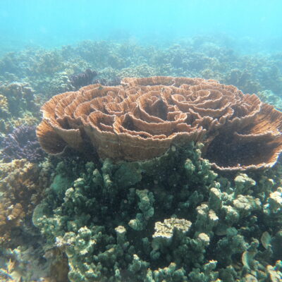 Large, brown, plate-shaped coral surrounded by various corals underwater in clear, blue ocean.