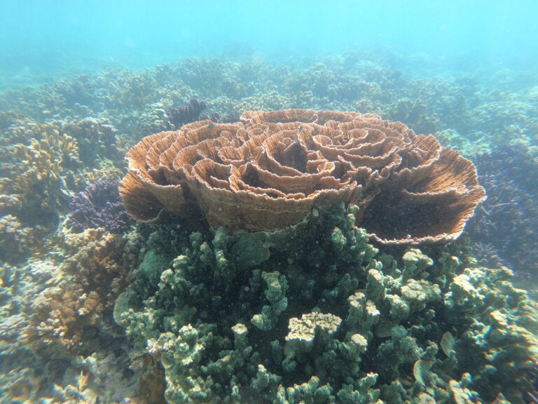 Large, brown, plate-shaped coral surrounded by various corals underwater in clear, blue ocean.