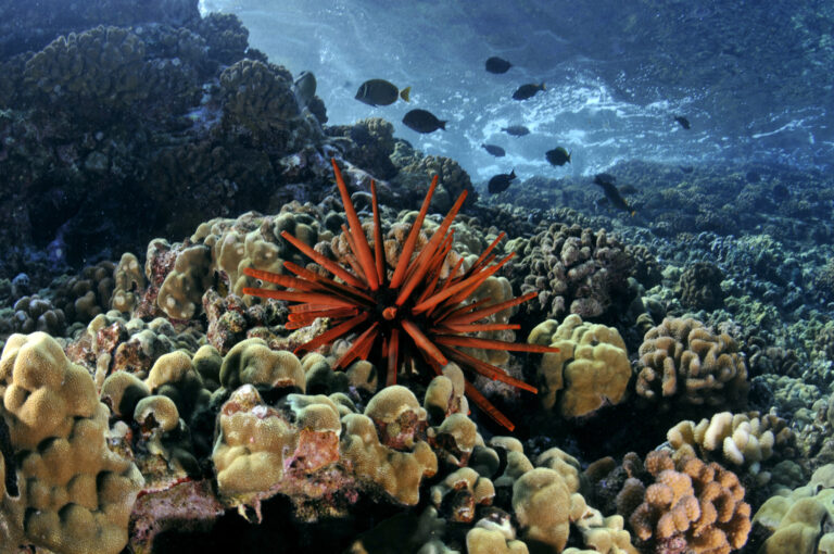 A red sea urchin sits among coral reefs with black fish swimming in the background underwater.