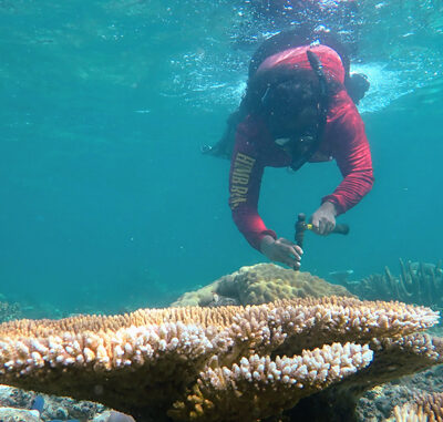 Person snorkeling underwater, reaching toward coral reef, wearing a red long-sleeve shirt and holding an object.
