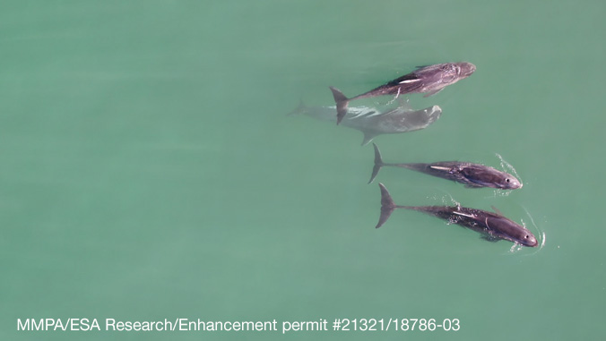 Four whales swim together in greenish water, seen from above. Text appears at the bottom of the image.