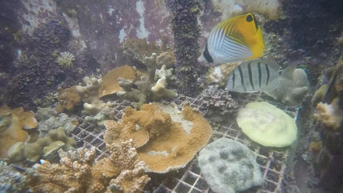 Two colorful fish swim near a coral reef with various corals on a metal grid underwater.