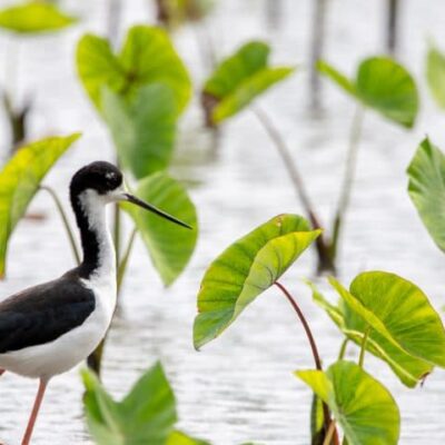 A black and white wading bird stands in shallow water among green, leafy plants.