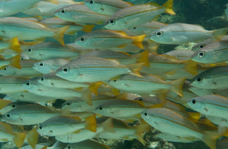 A school of yellow-tailed fish swimming underwater in clear, greenish-blue water.