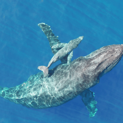 Aerial view of a humpback whale and her calf swimming together in clear blue water.