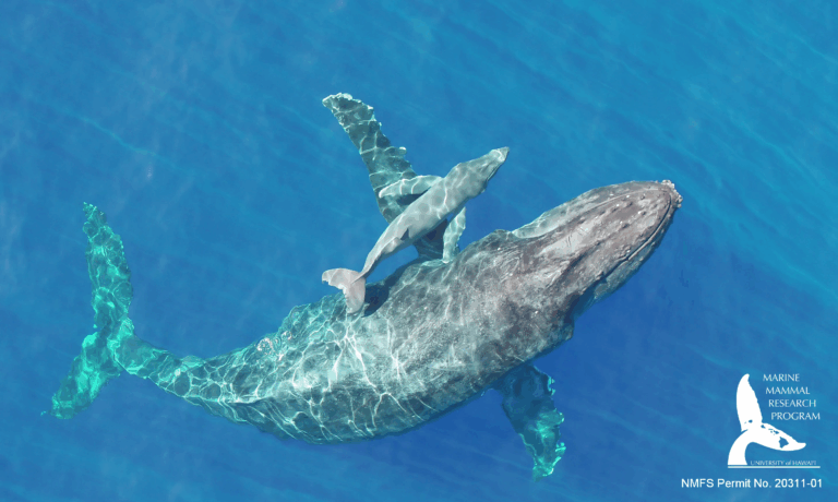 Aerial view of a humpback whale and her calf swimming together in clear blue water.