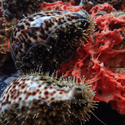 Spotted cowrie shells with spiky mantles next to vibrant red coral underwater.
