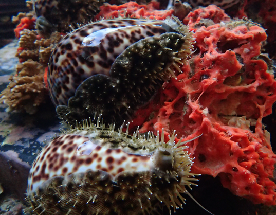 Spotted cowrie shells with spiky mantles next to vibrant red coral underwater.