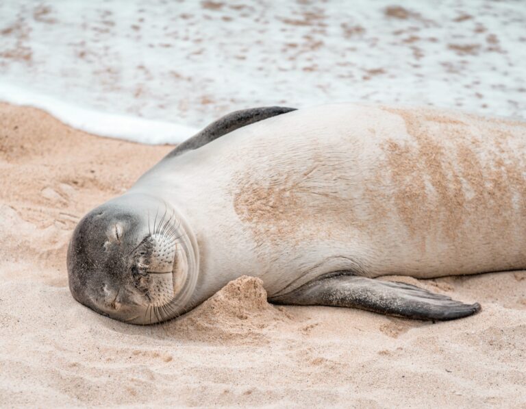 A seal is lying on sandy beach near the water, eyes closed, appearing to be resting or sleeping.
