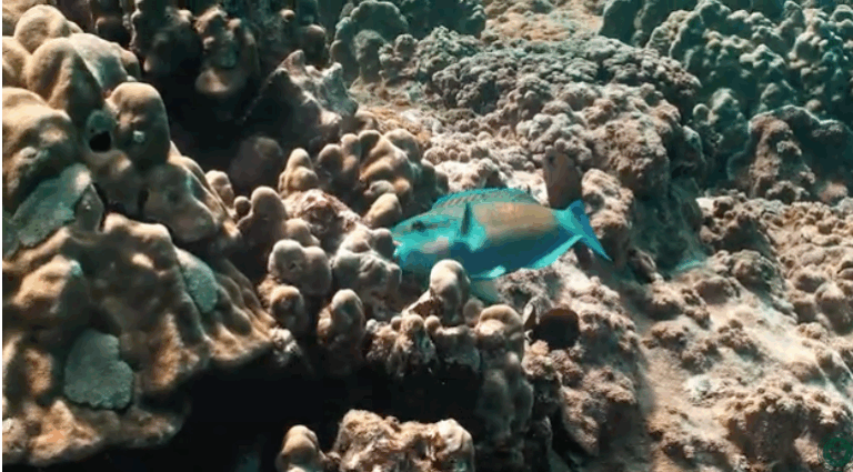 A bright blue fish swims among coral reefs underwater.