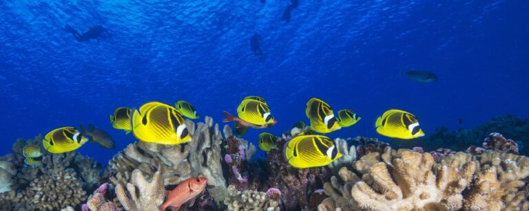 Bright yellow fish swim among coral reefs in clear blue ocean water, with divers visible in the background.