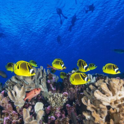 A school of yellow butterflyfish swimming over coral with divers visible in the blue water above.