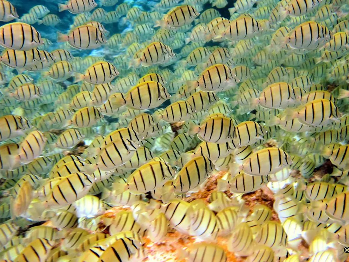A large school of yellow fish with black stripes swimming together underwater over coral.